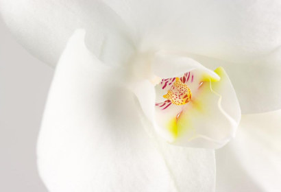 Fototapeta Zoom bílá orchidej 1611
